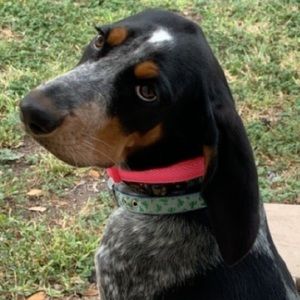 Meet your Posher, Bluetick